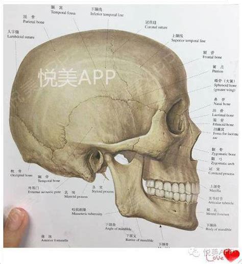 頭骨相學|骨相